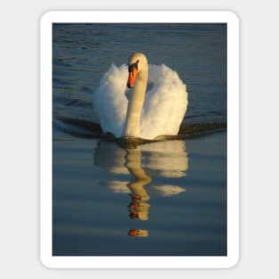 Mute Swan Sticker